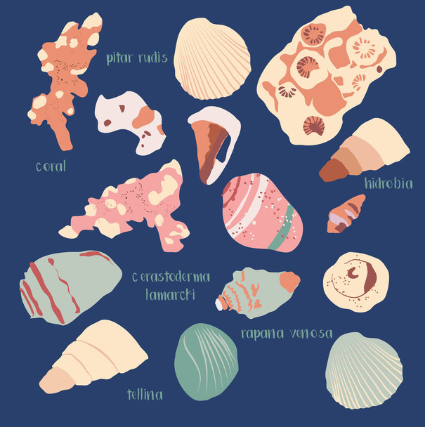Мальований вручну векторний океан встановлює модні ілюстрації з коралами та різними черепашками в мінімалістичних пастельних кольорах. Хідробія, корали, церастодерма ламарки, раана венозна, теліна для плакату або меню кафе
 - Вектор, зображення