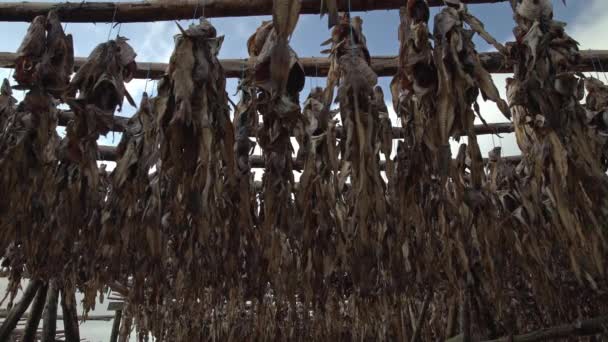 Ryby dorsza zwisające z drewnianych regałów suszących Islandię - Materiał filmowy, wideo