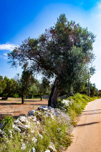 древние оливковые деревья Саленто, Италия, Апулия
 - Фото, изображение