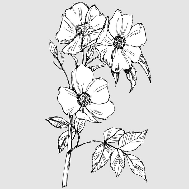 rysunek ołówka w szarych kolorach gałęzi z kwiatami i liśćmi dzikiej róży - Wektor, obraz