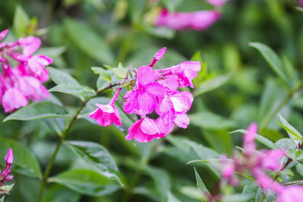 Flores de flox de verão rosa. Fundo floral
 - Foto, Imagem