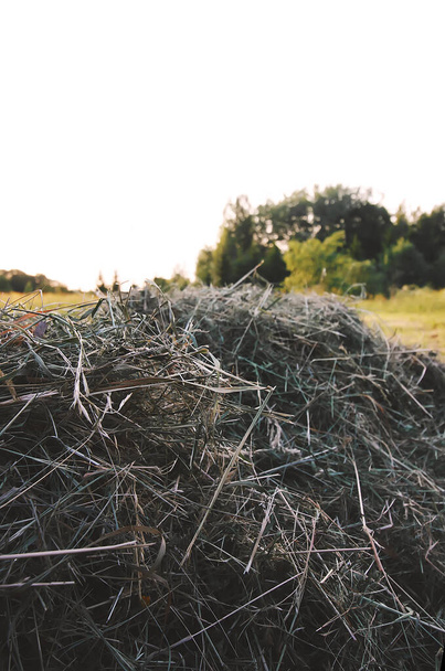 Dried hay on rural field. Mown grass at summer prepared for winter. - Photo, Image