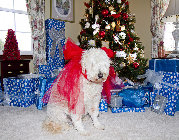 白色条毛茸茸的狗享受圣诞假期的树 - Φωτογραφία, εικόνα
