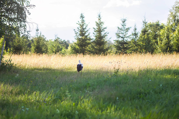 Cegonha branca. Ciconia ciconia pássaro ao ar livre no campo
 - Foto, Imagem