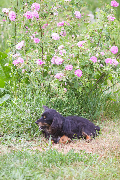 Забавный дворняга черная собака на открытом воздухе в летнем саду с цветами роз в сельской местности
 - Фото, изображение