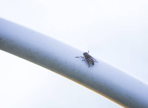 Kleine Wespe aus nächster Nähe - Foto, Bild
