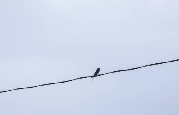 Проглоченная птица сидит на проволоке на фоне неба
 - Фото, изображение