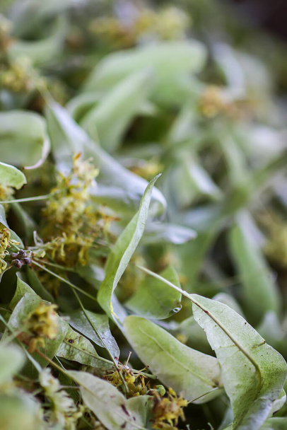 Липова ялинка, лайм або тилія сушені квіти для трав'яного чаю
 - Фото, зображення