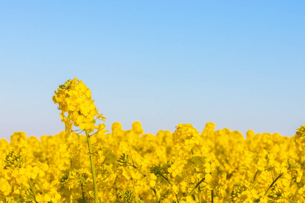 Les cultures d'huile de colza se rapprochent sur une seule fleur contre un ciel bleu
 - Photo, image