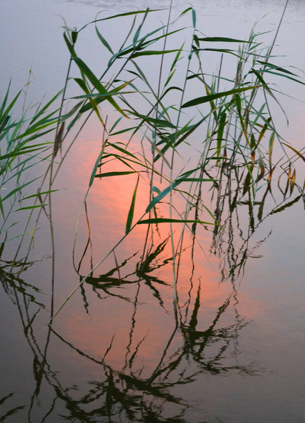 juncos refletidos no pôr-do-sol da água
 - Foto, Imagem