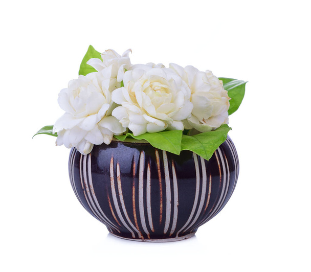 Jasmine flower fragrance isolated on white background - Photo, Image