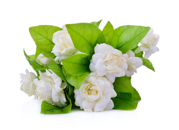 Аромат квітки жасмину ізольований на білому тлі
 - Фото, зображення