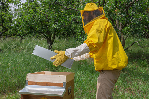 Молодий бджоляр у жовтому захисному робочому одязі піднімає гальвановану кришку з дерев "яного вулика, щоб перевірити медоносних бджіл у маленькому приватному апіарі на зеленій луці в Трентіно (Італія) теплим сонячним днем. - Фото, зображення