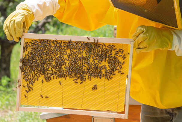 Zbliżenie komórek dronów i pracujących pszczół zajmujących się plastrem miodu, hodujących młode potomstwo w komórkach sześciokątnych. Carniolan pszczoły miodne widziane w pasiece w ciepły słoneczny dzień we Włoszech. - Zdjęcie, obraz