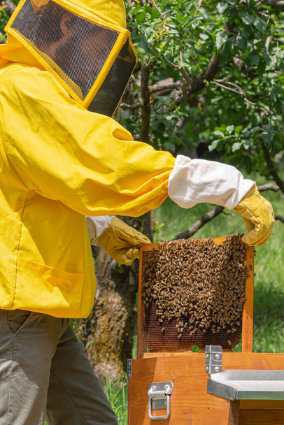 Un apicultor en ropa de trabajo amarilla agrega un nuevo marco de panal con base de cera para la colonia de abejas Carniolan para construir células para el almacenamiento de miel y polen o la cría de cría. Visto en un día soleado en Italia
. - Foto, Imagen