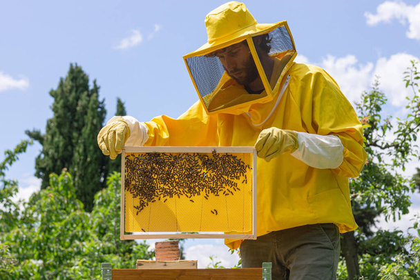 Sarı iş giysisindeki bir arı yetiştiricisi, bal ve polen depolama veya yavrulama için hücreler oluşturmak amacıyla Carniolan arı kolonisi için balmumu esaslı yeni bir bal peteği çerçevesi ekler. İtalya 'da güneşli bir günde. - Fotoğraf, Görsel
