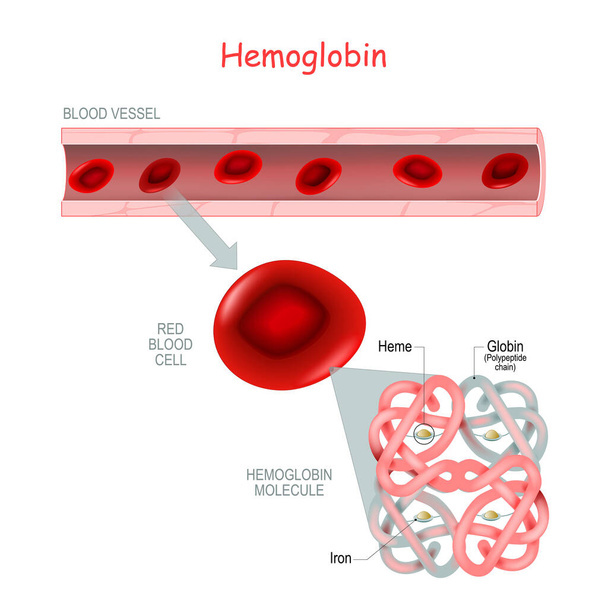 Struktur des Hämoglobinmoleküls mit Häm (Eisen- und Sauerstoffmolekül) und Polypeptidkette (Globin). Blutgefäße und Nahaufnahme roter Blutkörperchen. zeigt Alpha- und Betaketten, Hämgruppen und Eisenatome. Medizinische Ikone. - Vektor, Bild