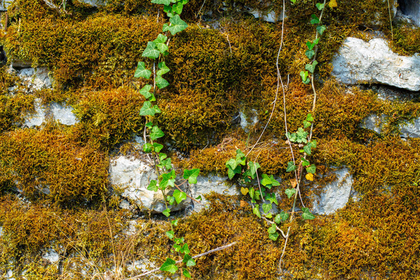 Mousse sèche et lierre couvrant un mur de pierre naturelle pour le fond ou le papier peint
 - Photo, image
