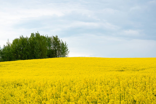 field of rapeseed with beautiful cloud - plant for green energy, field with yellow rape, plant for green energy and oil industry, rape seed on blue sky background - Valokuva, kuva