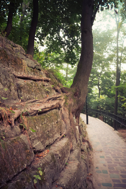 Arbre pousse racines derrière une pente de pierre dans un parc brumeux. Automne
 - Photo, image
