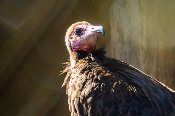 hooded vulture with its face in closeup, critically endangered scavenger bird from the desert of Africa - Photo, Image