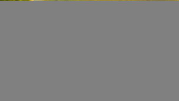 Портрет крупным планом самца румяной утки, плывущей по воде, тропических птиц с Ямайки
 - Фото, изображение