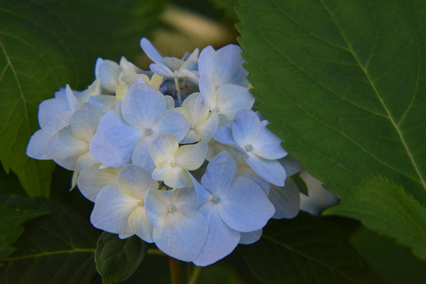 青と白の紫陽花の花. - 写真・画像