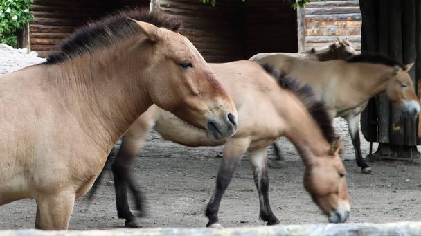 Przhevalsky Cavalos mongóis na caneta. Espécie ou subespécie de cavalo selvagem que vive na Ásia
 - Foto, Imagem
