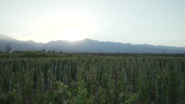 Wijngaarden in de Uco-vallei in de stad Mendoza Argentina op een zonnige lentedag. De zon probeert over de valleien te komen.. - Video
