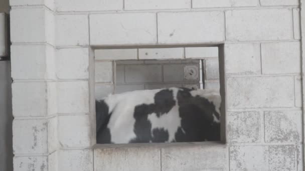 Una vaca atravesando una ventana de hormigón en un patio de ordeño
 - Metraje, vídeo