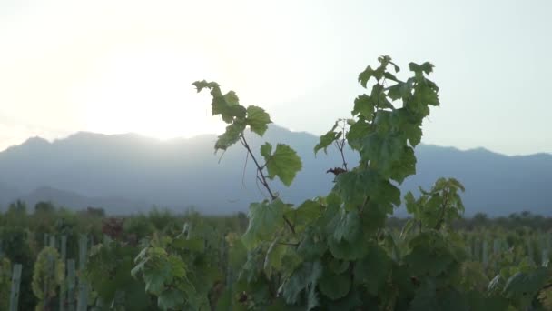 De bladeren van een wijnstok planten over de zon en alle wijngaarden. - Video