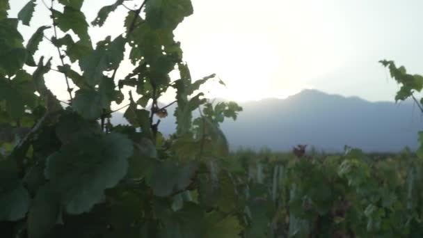 De bladeren van een wijnstok plant over de zon en alle wijngaarden. - Video