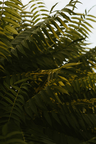 Дерево листья и конечности на рассвете закрыть и голубое небо
 - Фото, изображение