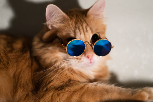 Αστεία κόκκινη γάτα με γυαλιά ηλίου κοιτάζει την κάμερα - Φωτογραφία, εικόνα