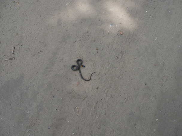 schwarze Schlange mit gelbem Hals liegt auf der sandigen Straße und bewegt ihren Kopf. - Foto, Bild
