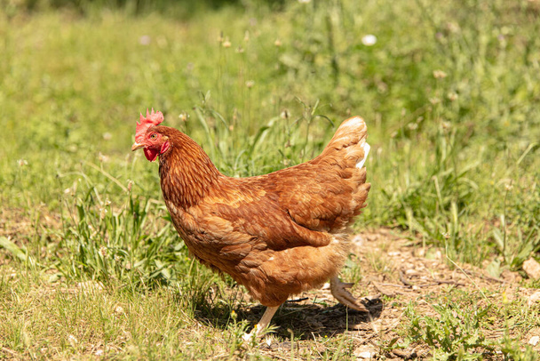 Red-headed laying hen free in a field of grass - Фото, изображение