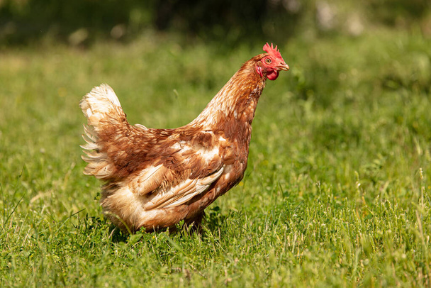 Red-headed laying hen free in a field of grass - Foto, Imagen