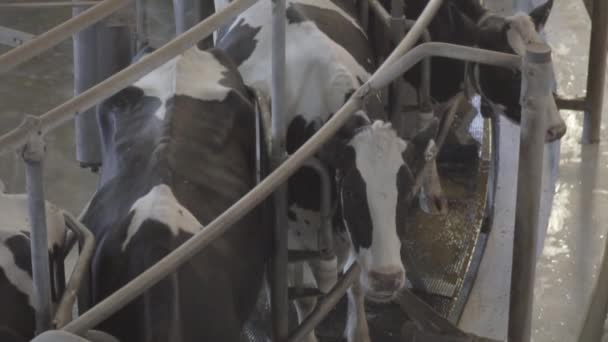 Krowy oczekujące na dojenie na dojarni - Materiał filmowy, wideo