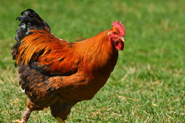 A close up image of a brightly color free range Brahma rooster in a barnyard.  - Photo, Image