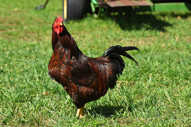 An image of free range chickens wandering around in the green grass of a country farmyard.  - Photo, Image