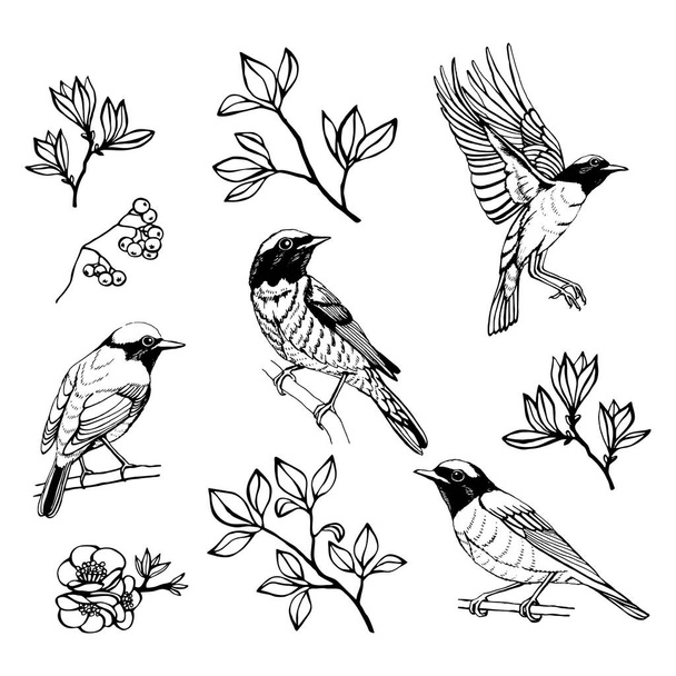 Hand drawn set of birds and flowers. Redstart. Outline drawing. Vector illustration. Black and white. - Vector, Image