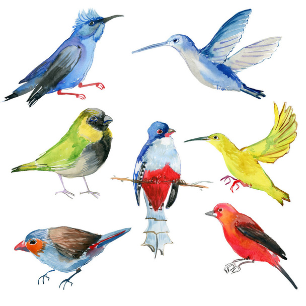 Sada akvarel barevných ptáků izolovaných na bílém pozadí - Fotografie, Obrázek
