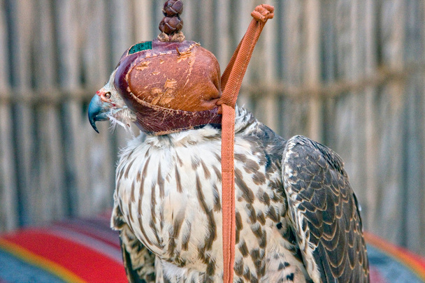 Falcon in the Arabian desert preparing for a display, Dubai, United Arab Emirates. - Photo, Image