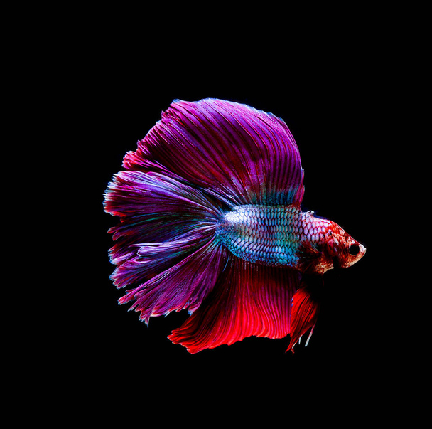 Betta fish, siamese fighting, betta splendens isolado sobre fundo preto
 - Foto, Imagem