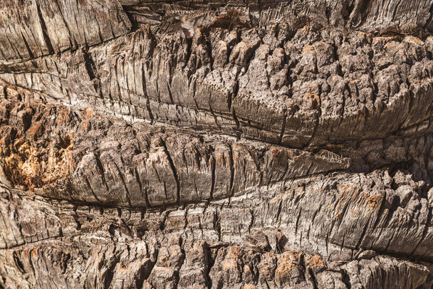 Bark texture of the wide trunk of a tropical palm tree - Fotografie, Obrázek