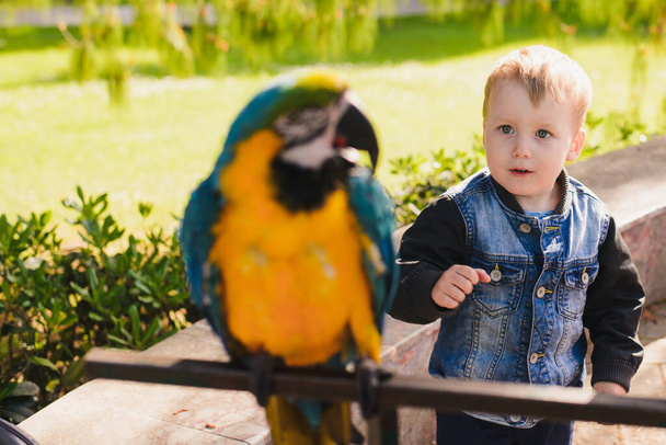 a small European boy looks in surprise at a parrot in an amusement Park - 写真・画像