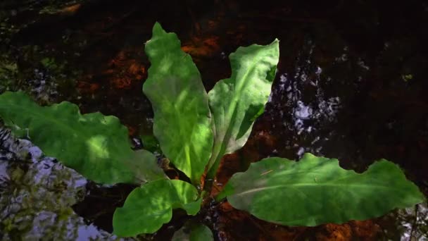 Skunk Cabbage, Lysichiton americanum, Остров Ванкувер, Британская Колумбия, Канада
 - Кадры, видео