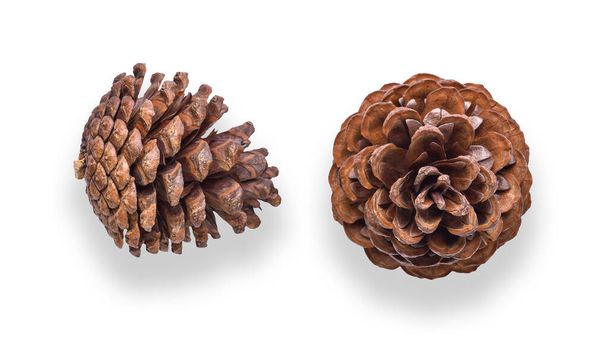 Pine cone on white background. top view - Photo, Image