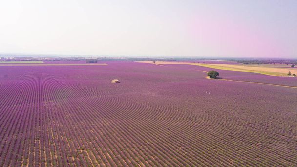 colorful fields of lavender at valensole plateau, France - Photo, Image