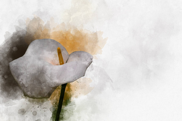 Ένα τρυφερό λευκό Calla σε λευκό φόντο. Βοτανική ακουαρέλα εικονογράφηση. - Φωτογραφία, εικόνα